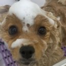 아우어패밀리 이미지