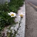 수양목장 이미지