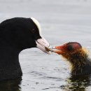 물닭 [유라시아 쿠트, Eurasian coot (Fulica atra)] 이미지