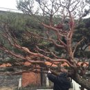 (주)예술조경디자인