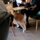 WALWAL(왈왈) 이미지