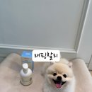 그린유통장흥점 | [강아지 각질 샴푸 추천] 순한 저자극 오트샴푸, 래핑찰리 후기