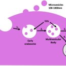 Re: Extracellular vesicles.. SASP의 명암!! 2020 이미지