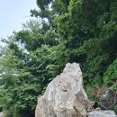 버드러지 Daum카페