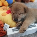 송현동 강아지 이미지