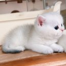 대전고양이분양 루나캣 이미지