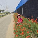 경기둘레길 안성43코스 | 경기둘레길 43코스 안성 *서운면 행정복지센터~군문교삼거리* (25.05.13)