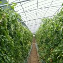 선희농장 이미지