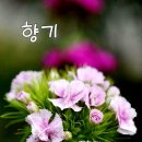지석천 Daum카페