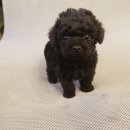 아이러브독 강아지분양 부천점 이미지