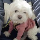 윌리하니 그루밍 | 하남 강아지 미용(미사 애견) 윌리하니그루밍 후기