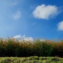 코스모스경로당 이미지