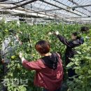 강구면사무소 대경일보