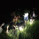 반딧불이 이미지