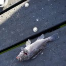 해와달해양낚시공원 이미지