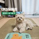 강아지 여름아이템 대나무쿨매트추천 요기요기 L사이즈 후기 (말티푸)
