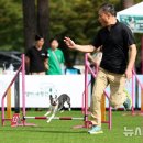 도그,위브 이미지