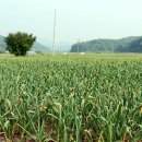 리틀부쳐 이미지