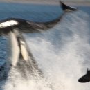 범고래 이미지