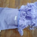 월드애견미용실 이미지