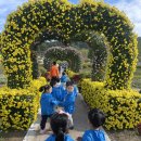 (10/25) 화순 가을꽃 축제 🌸 이미지