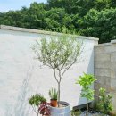 시고르하우스 이미지