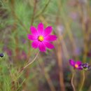 두촌초등학교 이미지