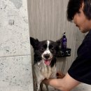 스테이 뭉구 | 영종도 애견 펜션 스테이뭉구 프라이빗 한 독채 숙소