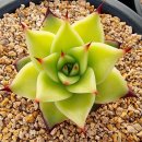 철화농장 이미지