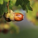 도토리의꿈 이미지