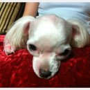 모든애견미용실 이미지