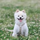 24시센트럴동물메디컬센터 이미지