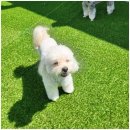 맘바이 루프탑 테라스 강아지 애견호텔 애견유치원 이미지