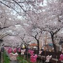 조소앙기념관 관광안내소 | [실시간] 2026 진해군항제 방문 후기: 중원로터리부터 여좌천 로망스다리까지 완벽 코스!