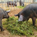 바른축산농장 이미지