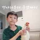 대주마트 | 집에서 닭키우기, 병아리부터 4개월 닭되기까지