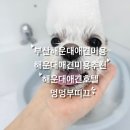 멍멍부띠끄 이미지