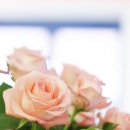 라인헤어 이미지