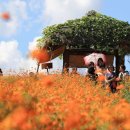 코스모스메디칼 이미지