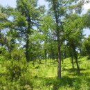 산약초와 산행 이미지