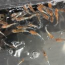 에스엔알(SNR) 이미지