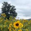 거안 | 합천 숨은 꽃 명소! 거안삼거리 백일홍, 해바라기와 봉산수상레저파크 여름 나들이