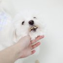 수수하개 이미지