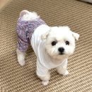 강아지올인원 고덕순 <b>몸빼</b>바지 넘 귀여워요 ㅎㅎ