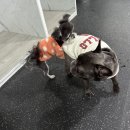 댕댕놀이터 아라점 이미지