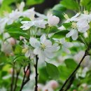 해당화마을 이미지