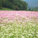 9/23일 -하동 북천 코스모스 메밀꽃 축제와 최참판댁 관광 신청받아요. 이미지