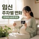 파수식품 | 임신 주차별 변화 1주부터 40주까지, 엄마 몸과 태아 발달 과정