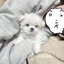 GS25 전대빛고을점 | [공지] 26.01.12~25 귀여운 새 식구