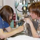 로잔동물의료센터 이미지